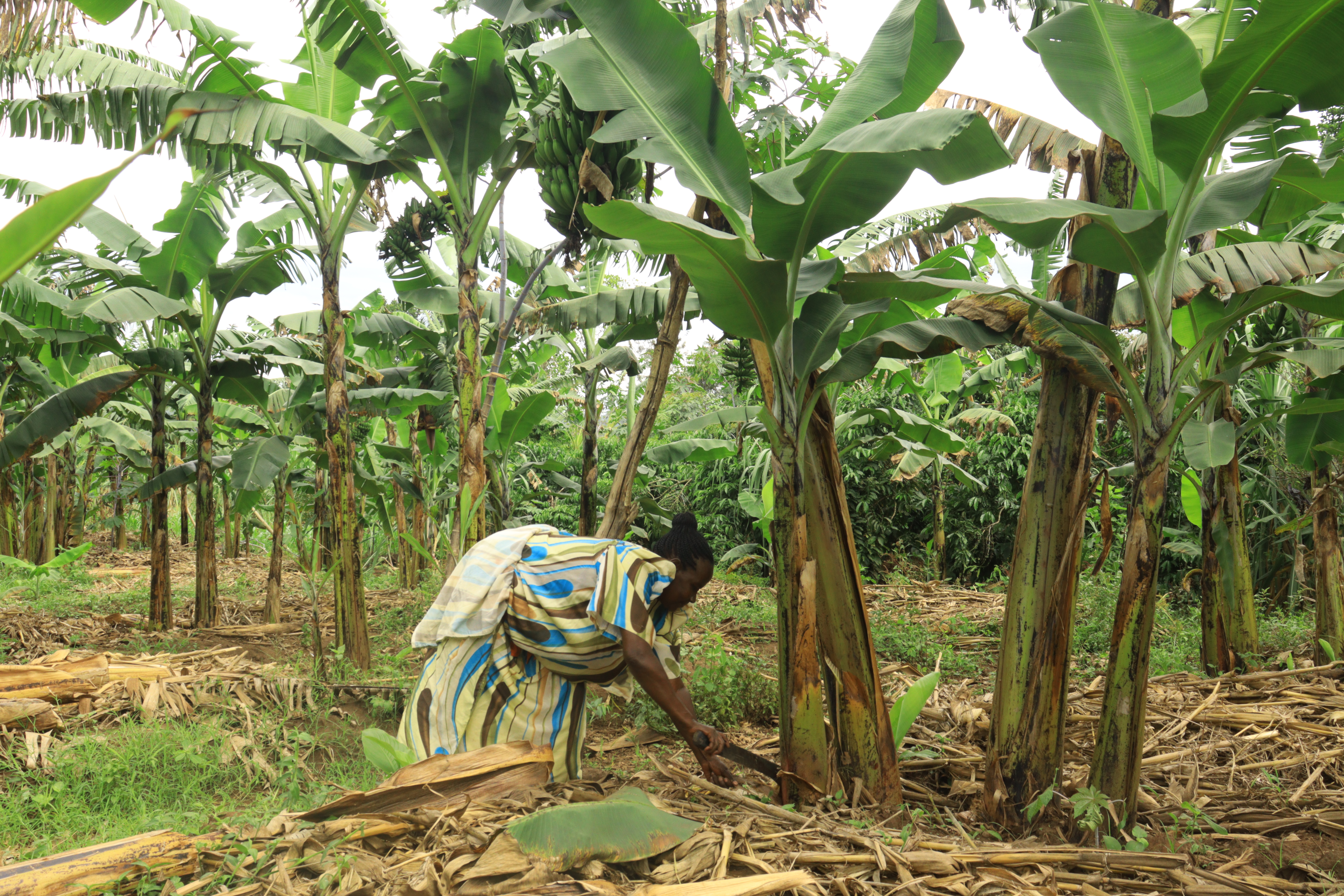 CAPCA integrated livelihoods — banana farming