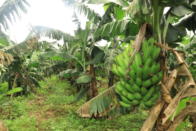 Banana farming 2