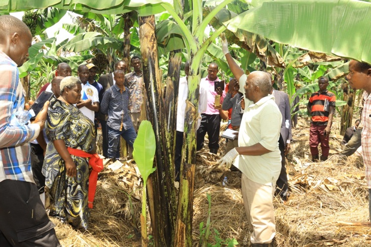 Banana farming 3
