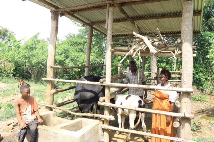 Cow program 2