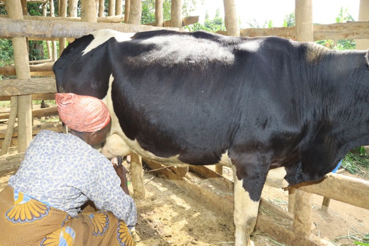Cow program 3