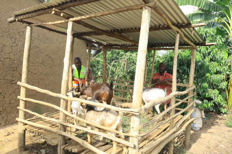 Goat program 2