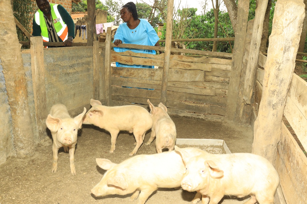Pig farming