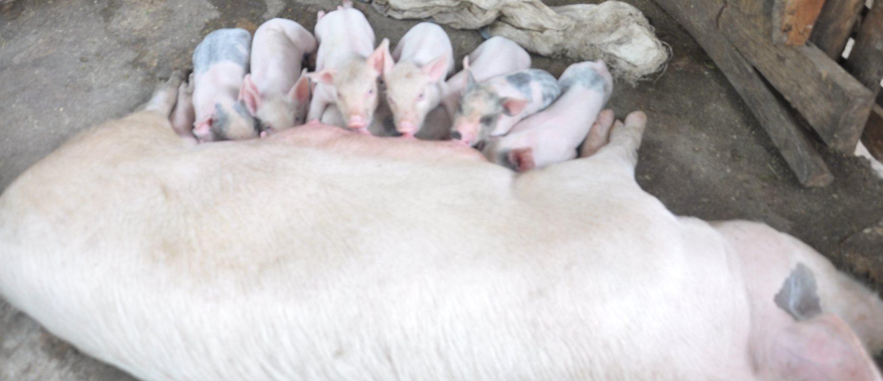 Slider - 4 Slider - 4